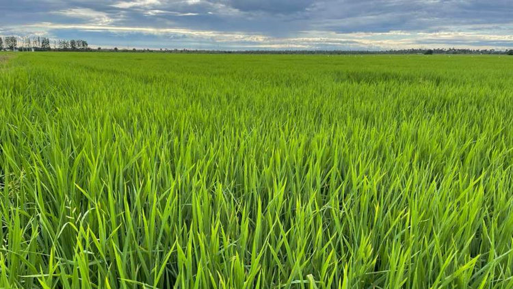 Insumos Agrícolas